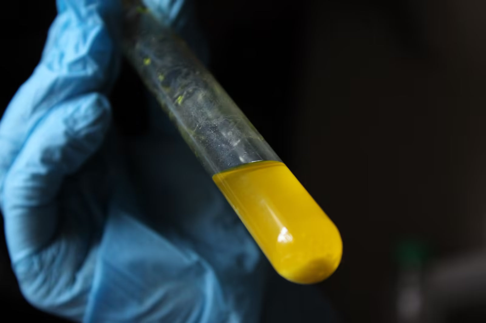 Gloved hand holding a test tube filled with yellow liquid